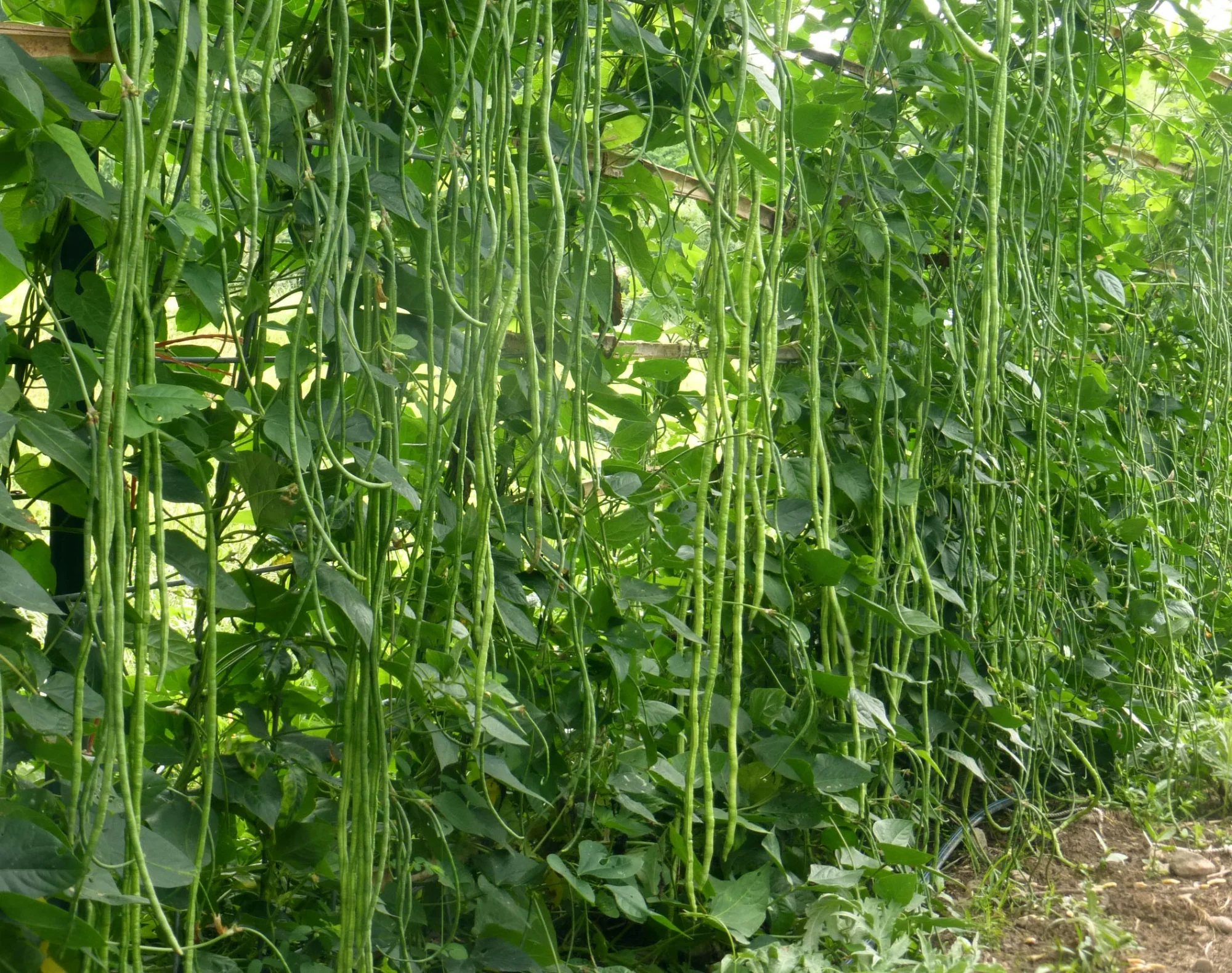 long-beans